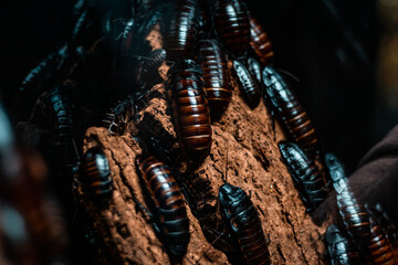 Close-up macro shot of a colony of Madagascar hissing cockroaches (Gromphadorhina portentosa). Insect life, biology and geology studies, nature photography. Blurry bokeh effect, copy space on the left