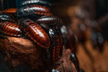 Close-up macro shot of a colony of Madagascar hissing cockroaches (Gromphadorhina portentosa)....