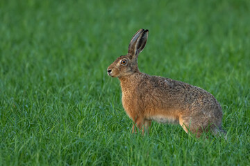 Feldhase (Lepus europaeus)
