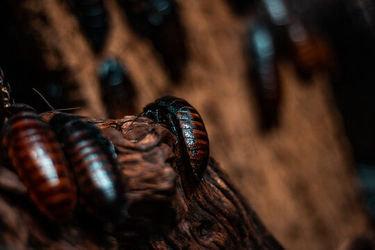 Close-up macro shot of a colony of Madagascar hissing cockroaches (Gromphadorhina portentosa). Insect life, biology and geology studies, nature photography. Blurry bokeh effect, copy space on the left