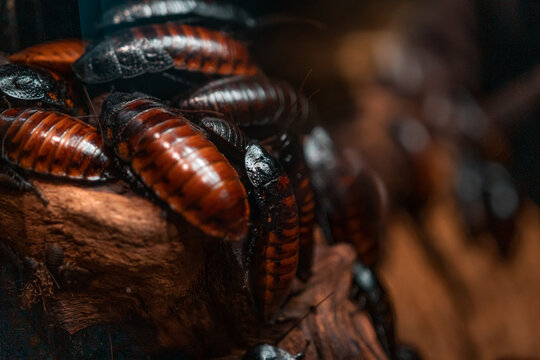 Close-up macro shot of a colony of Madagascar hissing cockroaches (Gromphadorhina portentosa). Insect life, biology and geology studies, nature photography. Blurry bokeh effect, copy space on the left