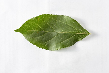 The green leaf of an apple tree on a white background taken in close-up can be used by the designer