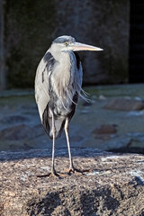 Ein Graureiher ( Ardea cinerea ).