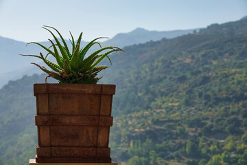 Pot with an aloe plant in a viewpoint overlooking the mountains in Güéjar-Sierra (Spain)