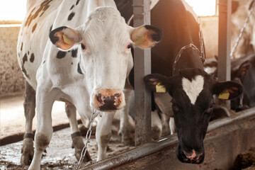 Black and white cows in cowshed on dairy farm. Agriculture industry, animal husbandry