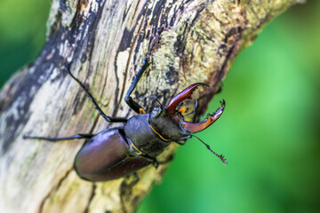 Hirschkäfer (Lucanus cervus) Männchen