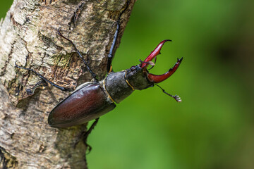 Hirschkäfer (Lucanus cervus) Männchen