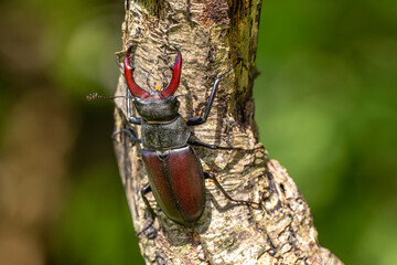 Hirschkäfer (Lucanus cervus) Männchen