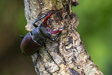 Hirschkäfer (Lucanus cervus) Männchen