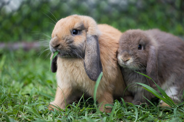 Two cute rabbits loving and playing in the meadow green grass together. Friendship with easter...