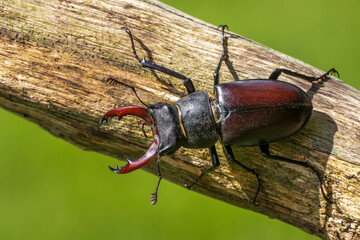 Hirschkäfer (Lucanus cervus) Männchen