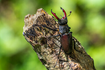 Hirschkäfer (Lucanus cervus) Männchen