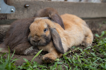 Fototapeta premium Two cute rabbits lying down and sleep together in the meadow with love. Friendship with easter bunny. Happy rabbit.