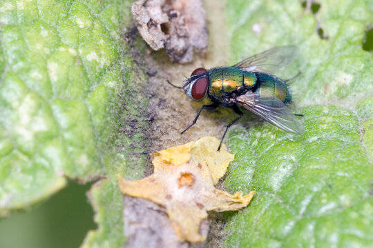 Schmei&szlig;fliege