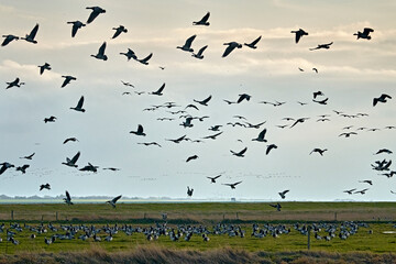 Weißwangengänse / Nonnengänse ( Branta leucopsis ).