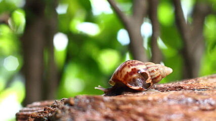 terrestrial gastropods, broken land snail on green tree background