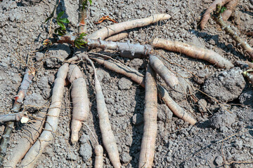 cassava on the ground for planting, cassava for tapioca flour industry, raw yucca tuber