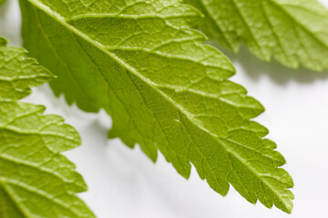 A green leaf of a plant on a white background taken in close-up can be used by the designer
