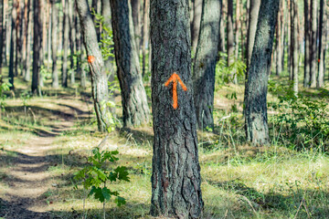 A straight forward arrow spray painted on a tree for directions of a hiking track in the forest