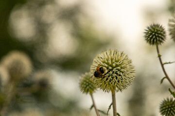 thistle flower and bee