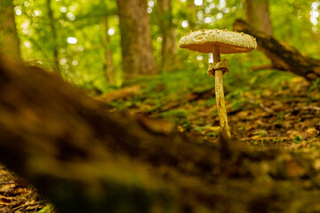 single mushroom on a forest floor