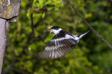 Halsbandschnäpper (Ficedula albicollis) Männchen