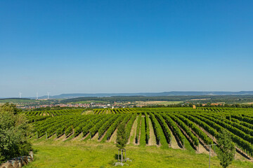 Fototapeta na wymiar view over vineyards near Nordheim am Main in Franconia