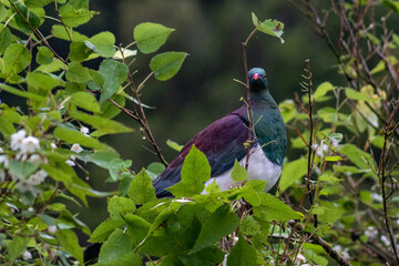 wood pigeon in the trees