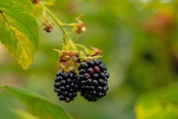 blackberries in a garden