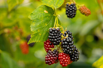 blackberries in a garden