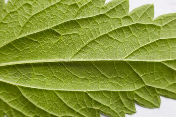 A green nettle leaf taken in close-up shows the texture and structure of the leaf