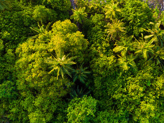 jungle with palm trees