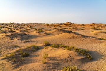 Sand dunes and sparse vegetation in the desert