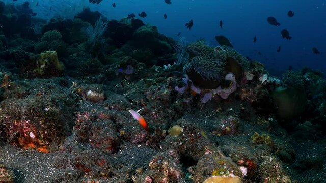 Fire Dartfish - Nemateleotris magnifica living in a coral reef. Underwater world of Tulamben, Bali, Indonesia.