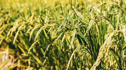 Ears of Rice Plants in Autumn or Fall in Japan, Agriculture and Harvest Background, Nobody