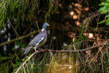 Ringeltaube (Columba palumbus)