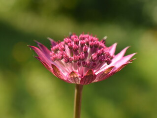 Great masterwort Astrantia major pink flower