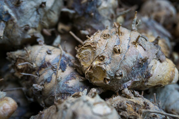 A close up shot of raw Turmeric root with skin post harvest.