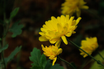 macro photo of yellow chrysanthemum rhombifolium flower.
