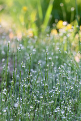 Beautiful drops of fresh morning dew on green grass in sunlight . Selective focus. Blurry spring background with copy space. Bokeh