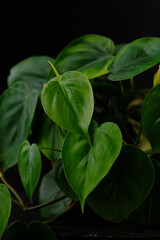 Green leaves of ornamental plant on black background. Indoor plant Scandens. Vertical frame.