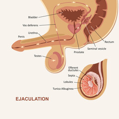 Ejaculation. Anatomy of the male reproductive system. Structure of the male testicle. Medical illustration