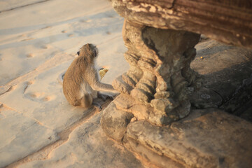 ankor monkey