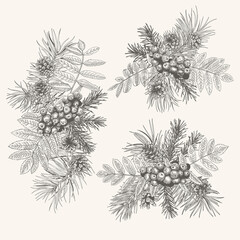 Set of christmas bouquets with conifers and rowan. Black and White.