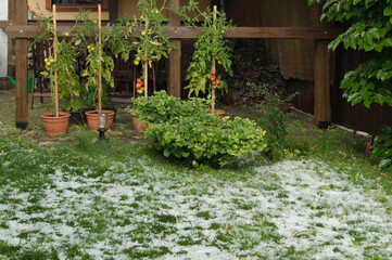 A garden invaded by hail. It happened in August this year.