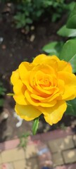 yellow rose in the garden