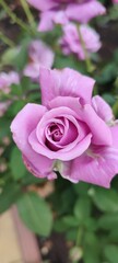 pink rose in garden