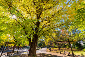 Plakat イチョウの葉が黄色く色付いた秋の芝公園の風景