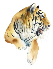 Siberian Tigers. Watercolor hand drawn illustration