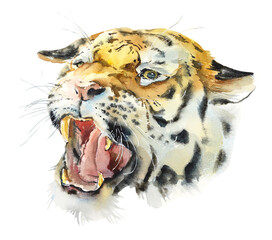 Siberian Tigers. Watercolor hand drawn illustration